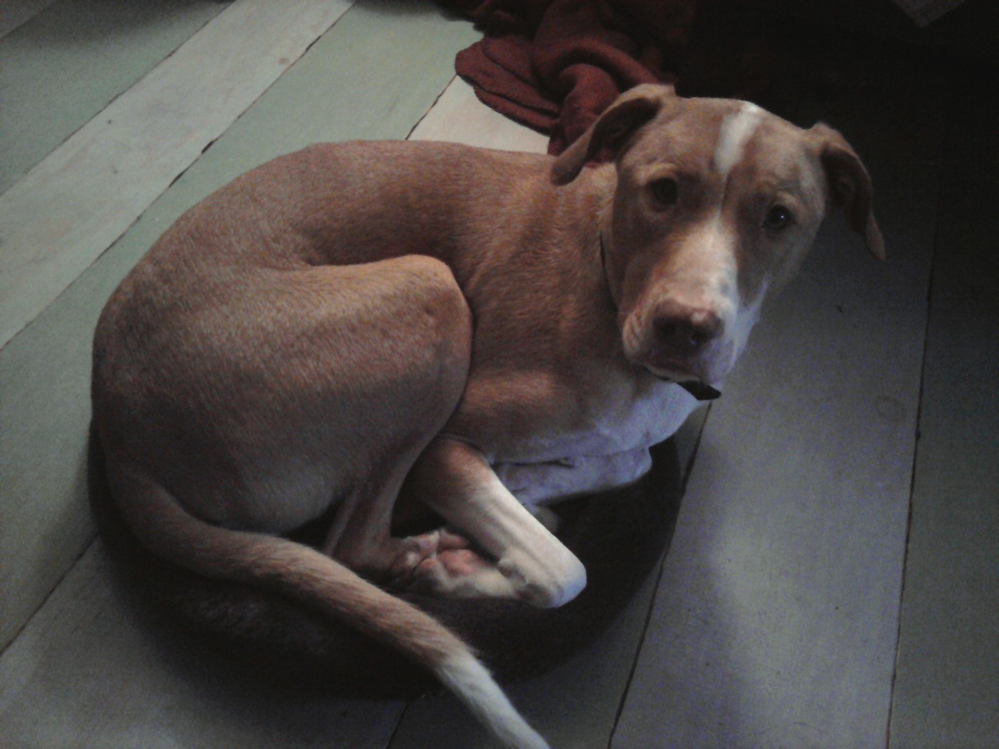 Patrick, the World's Greatest Dog (tm)